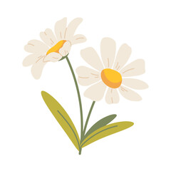 Daisy flower on white background. A pair of cute hand drawn chamomile flowers. Vector botanical element