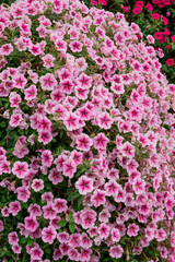 Obraz premium Photo of beautiful flowers in garden Dubai