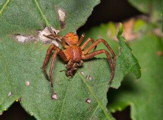 Ground crab spider arachnid Xysticus with prey on leaf nature pest control.