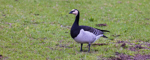 Barnacle goose (Branta leucopsis) walking on grassland at Schiermonnikoog The Netherlands