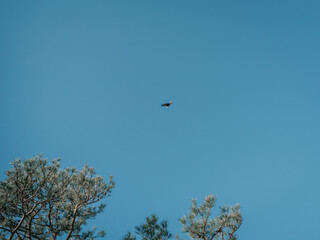 Eagle flying in blue sky