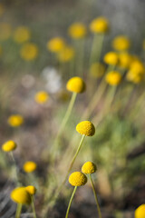 chamomile