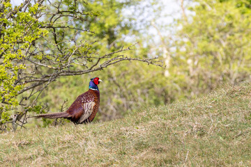 Female pheasant looking for food in the dunes of Schiermonnikoog The Netherlands