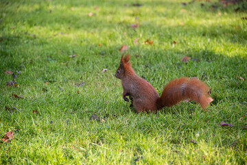 squirrel on the grass