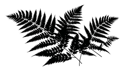 Fern leaves simple black silhouette vector isolated on white background  -  