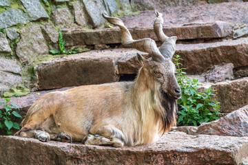 Close-up portrait of Markhor, Capra falconeri, wild goat native to Central Asia, Karakoram and the...