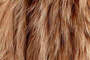 Detailed texture of soft brown fur with varied lengths and light highlights
