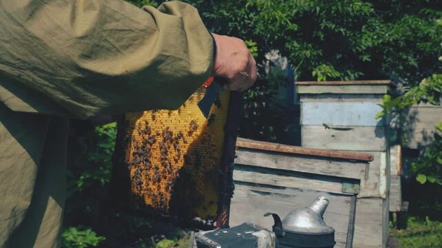 A close-up of a beekeeper examining brood frame and placing it back into the beehive.