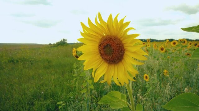 Close-up of sunflower heads swaying in the wind at the beginning of a sunflower field.