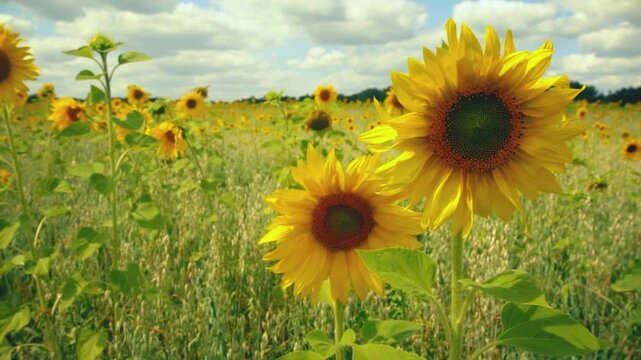 Close-up of two sunflowers swaying in the wind in a sunflower field.
