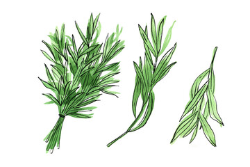 Fototapeta premium Tarragon. Food illustrations. Vegetable sketch watercolor and ink. Fresh farm products