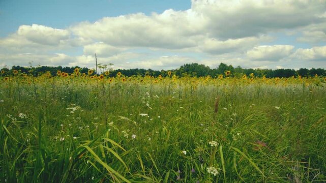 General plan of a field of sunflowers against a blue sky.