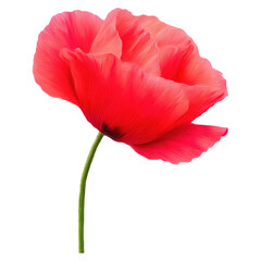 Vibrant Red Poppy Flower with Elegant Green Stem and Fine Details, isolated on transparent background.