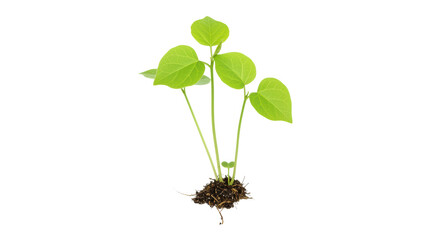 Isolated Young Plant Seedling with Soil