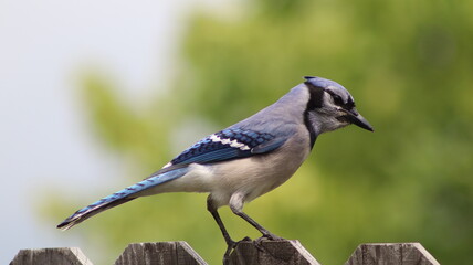 A blue jay perches on a wooden fence, its vivid blue and white feathers standing out against a soft green backdrop. Its sharp gaze and black markings add striking detail.