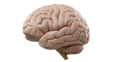 Isolated Human Brain Anatomy with Detailed Structure for Medical Illustration