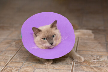 Um lindo gato recém operado usando um colar elizabetano artesanal feito de EVA lilás, deitado no chão.