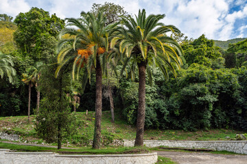 Obraz premium a wide asphalt road crosses dense tropical vegetation, branches of tropical palm trees bend over the road,