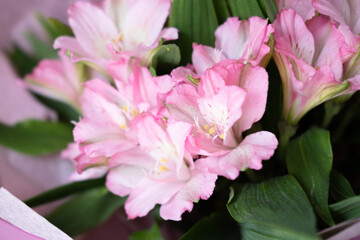 Fototapeta premium delicate bouquet with pink alstroemerias in wrapping, close-up