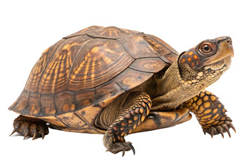 Obraz premium common box turtle, isolated on white background, AI Generated by PNG