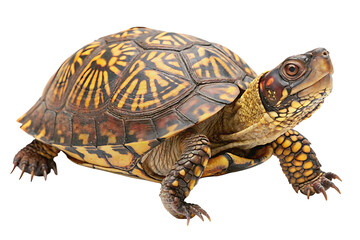 Obraz premium common box turtle, isolated on white background, AI Generated by PNG