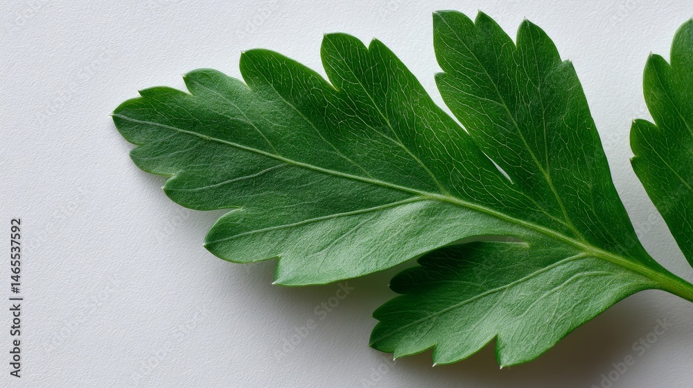 Poster extreme close-up highlights the vibrant green color and fine details of a single parsley leaf, empha