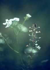 Insects sit on plants in the forest.