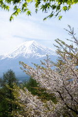 Cherry blossoms framing majestic mount fuji in springtime japan
