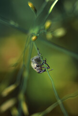 An acorn weevil beetle with a dark body on a green background.Macrophotography of a beetle on a plant.