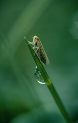 The green cicada Cicadella viridis, a Palearctic species of hemiptera.