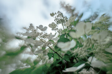The hydrangea is paniculate with white flowers against a blue sky.Hydrangea bush in the garden.