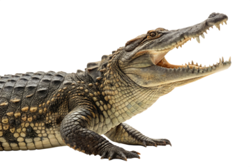 crocodile isolated on white background ,include clipping path AI Generated by PNG