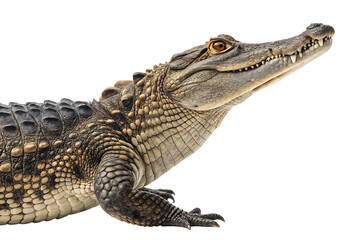 Naklejka premium crocodile isolated on white background ,include clipping path AI Generated by PNG