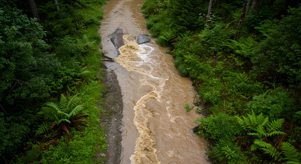 Raging Torrent Cuts Through Verdant Forest After Heavy Rain Event