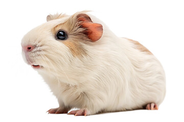 Cute Guinea Pig Looking Forward AI Generated by PNG