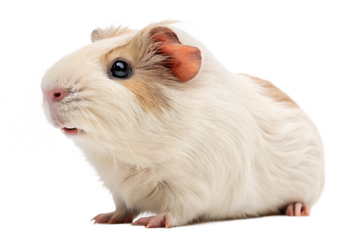 Cute Guinea Pig Looking Forward AI Generated by PNG