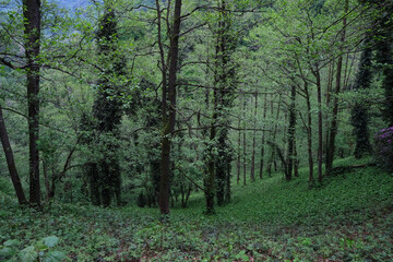 Fototapeta premium Spring forest trees and shrubs. Greenery.