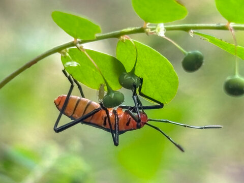 Leaf With Rounded Connected