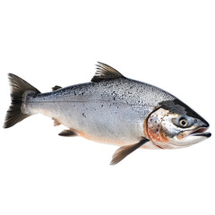Naklejka premium Salmon isolated on transparent background.