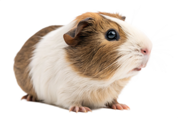 Cute Guinea Pig Looking Forward AI Generated by PNG