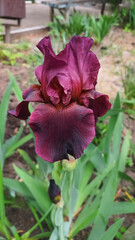Vertical photo of garden flower. Purple iris.