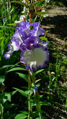 Vertical photo of garden flower. White and blue iris.