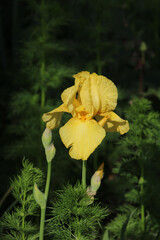 Vertical photo of garden flower. Yellow iris.