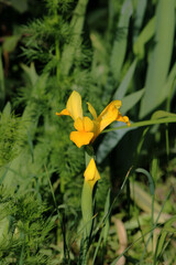 Vertical photo of garden flower. Yellow iris.
