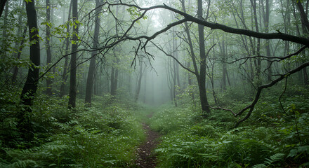 Obraz premium Ethereal Morning Serenity Through Mist In Forest Lush Green Woodland Path