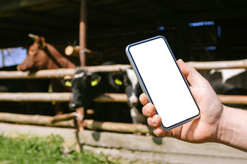 Phone mockup in a man's hand. Background of a cow in a corral. © Victor