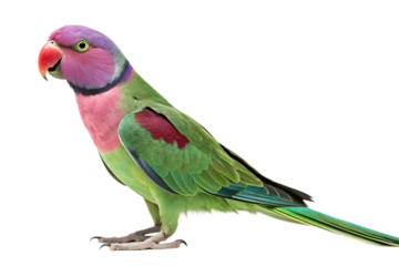  full body Alexandrine Parrot Closeup AI Generated By PNG