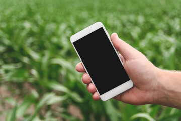 Close-up of a phone in a man's hand. Background of green young rows of corn in a field.