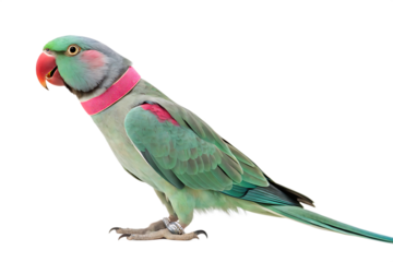  full body Alexandrine Parrot Closeup AI Generated By PNG
