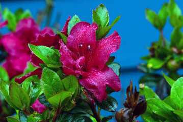Red flower with morning dew